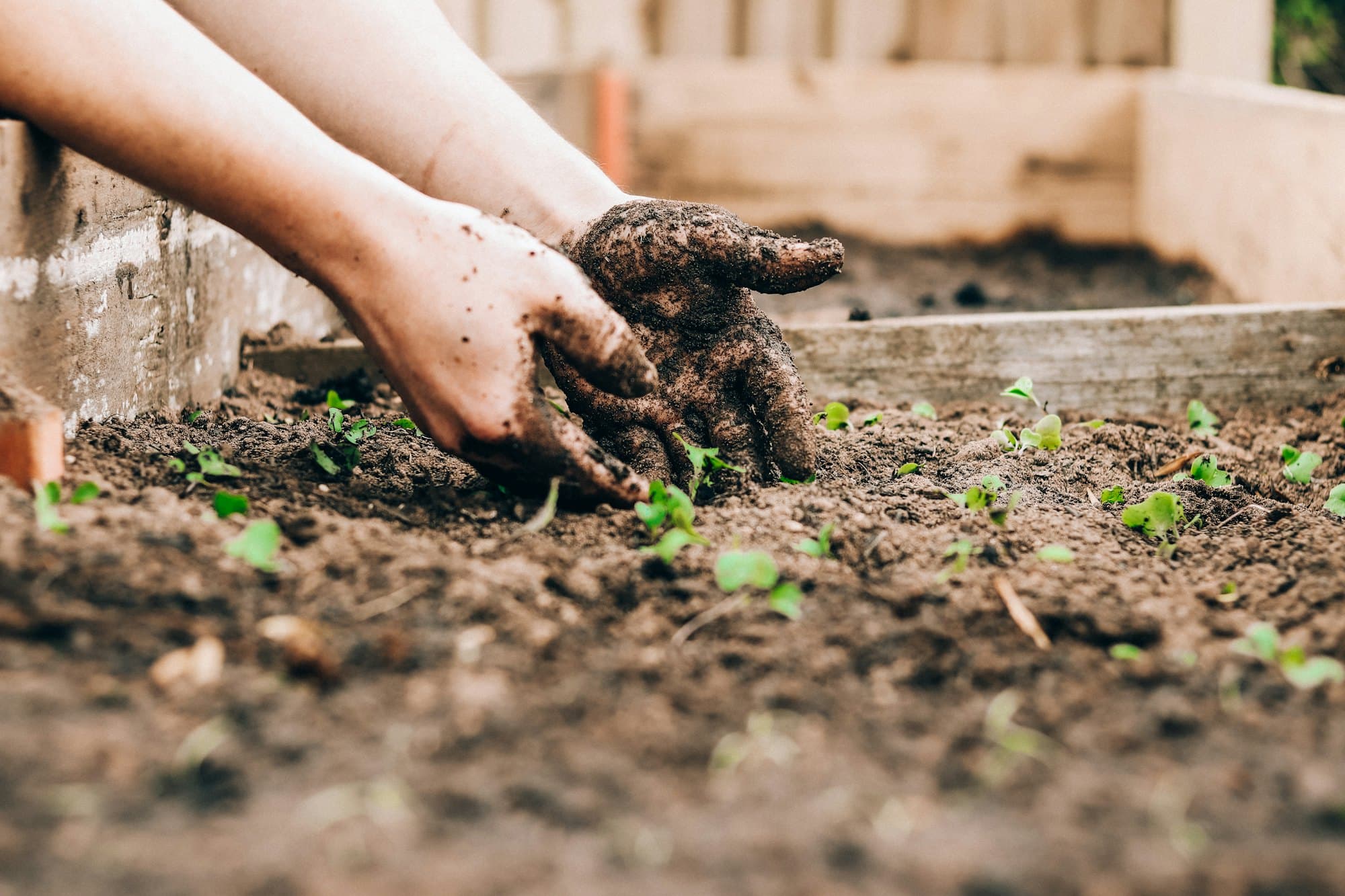 Hands planting seedlings into dark, healthy soil